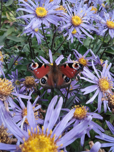 European Peacock Butterfly