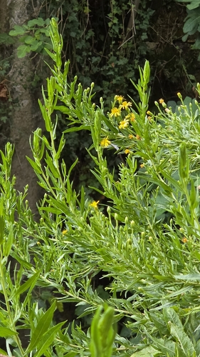false yellowhead