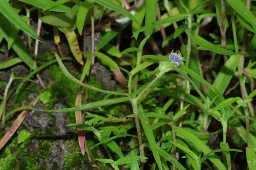 Cyanotis vaga