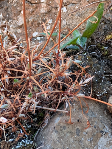 Saxifraga fragosoi, photograph 5
