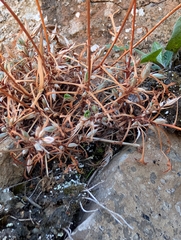 Saxifraga fragosoi, photograph (c) Denys Vynokurov, some rights reserved (CC BY)