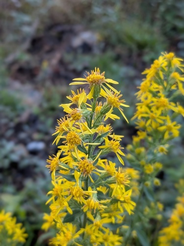 European goldenrod