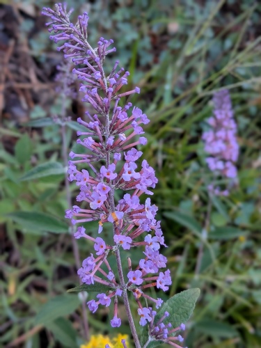 Butterfly bush