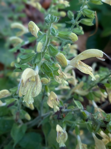 Sticky Sage