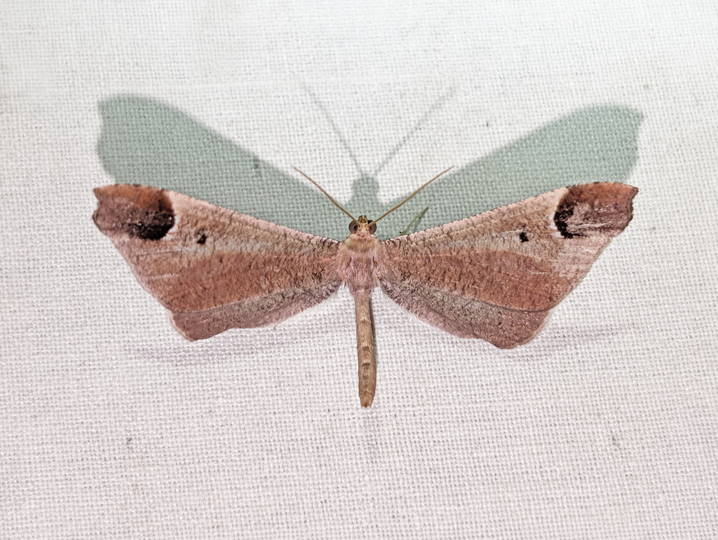 Macrosoma bahiata