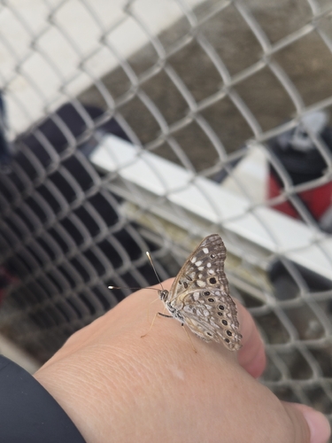 Hackberry Emperor