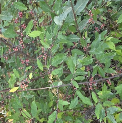 autumn olive