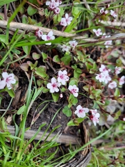Lysimachia prolifera