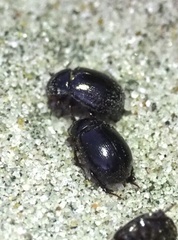 Hybosorus illigeri