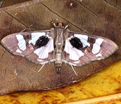 Desmia bajulalis