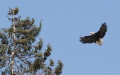 Haliaeetus leucocephalus