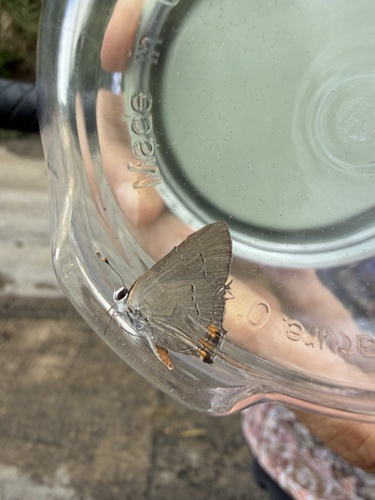 Gray Hairstreak
