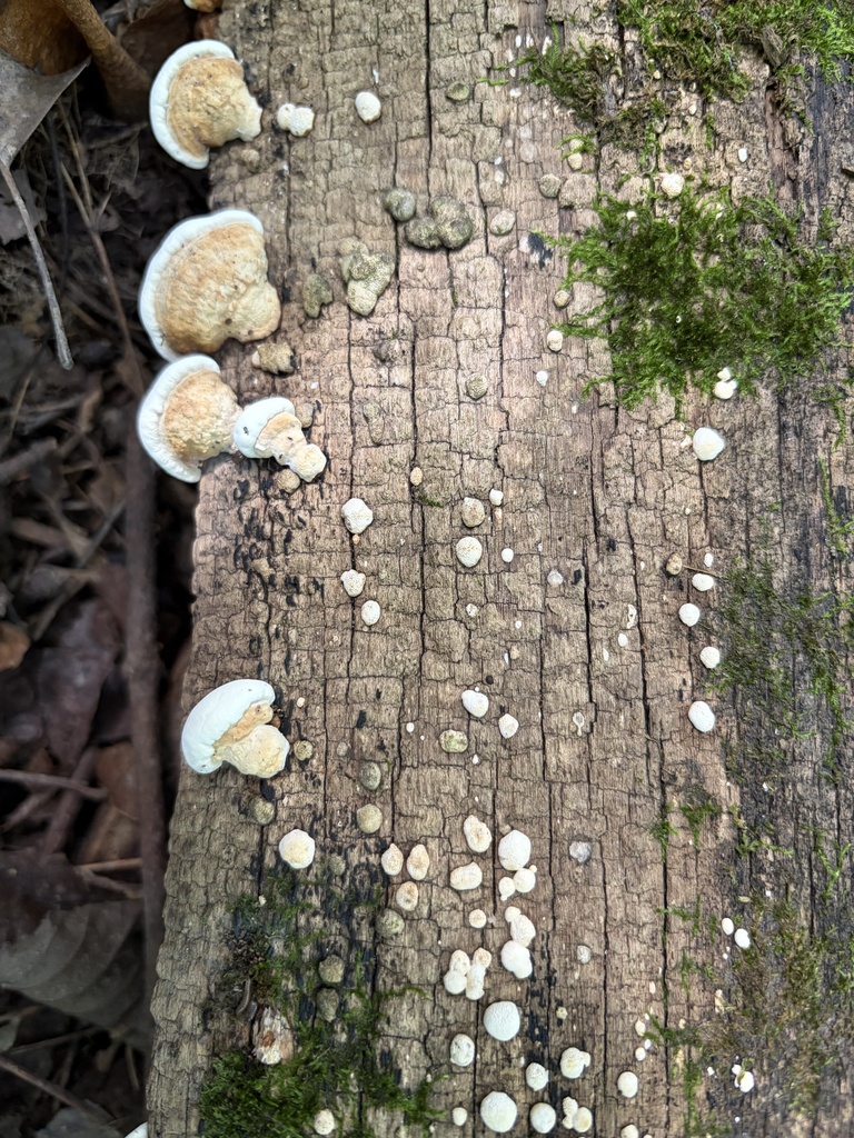Perenniporia ohiensis · September 2026 · photo: Photo: (c) Julie Travaglini, some rights reserved (CC BY) · iNaturalist