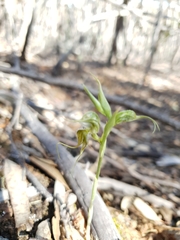 Pterostylis ciliata