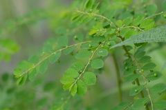 Phyllanthus tenellus, photograph (c) WATANABE Hitoshi 渡辺仁, some rights reserved (CC BY)