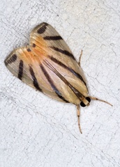 Dichogama prognealis