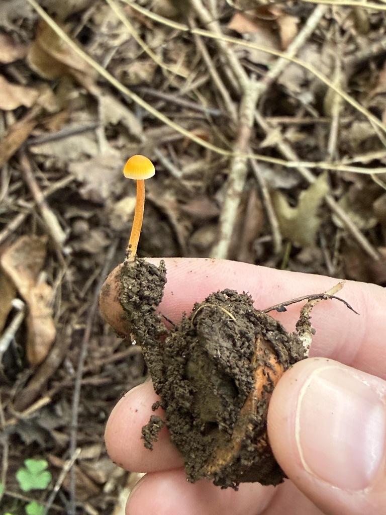 Walnut Mycena · September 2026 · photo: Photo: (c) Julie Travaglini, some rights reserved (CC BY) · iNaturalist