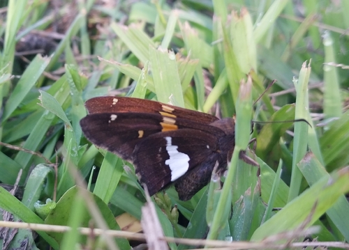 Silver-spotted Skipper