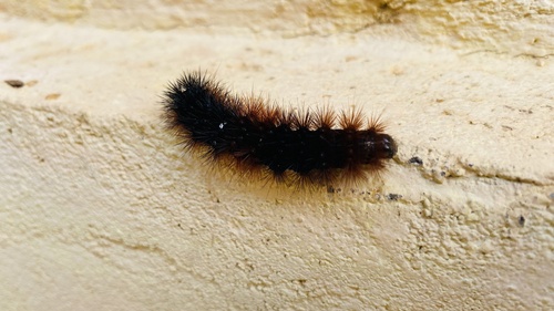Hypercompe abdominalis