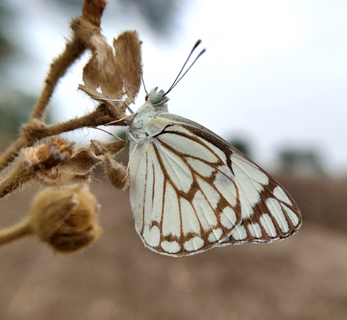 Pioneer White