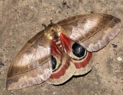 Automeris janus