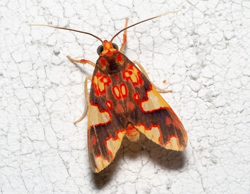 Paranerita complicata