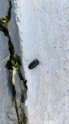 Common Pill Woodlouse