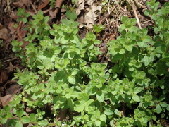 Galium formosense