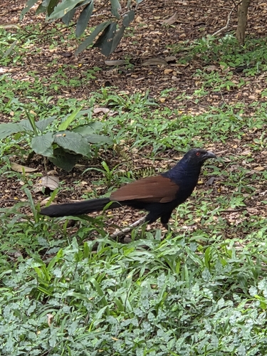 Greater Coucal