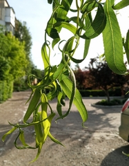 Salix babylonica babylonica