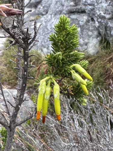 Erica coccinea, photograph 4