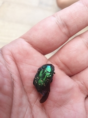Protaetia orientalis