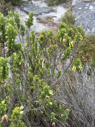 Erica coccinea, photograph 5