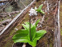 Clintonia udensis