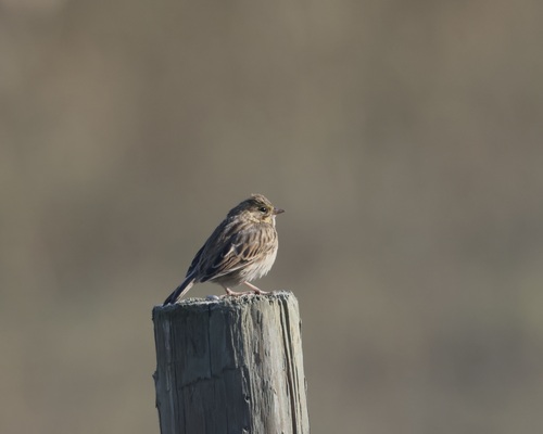 Savannah Sparrow