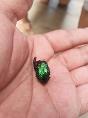 Protaetia orientalis