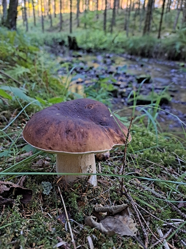 King Bolete