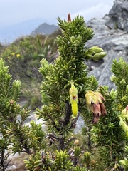 Erica coccinea, photograph (c) chrisdt, some rights reserved (CC BY)