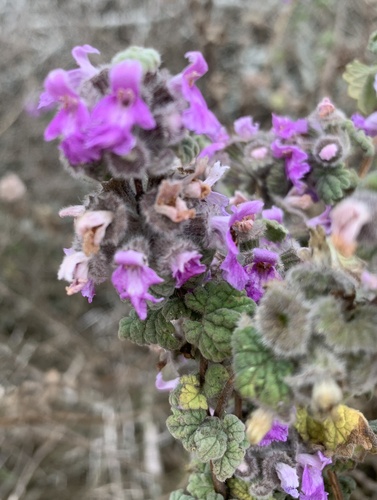 Pseudodictamnus africanus, photograph 1