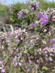 Pseudodictamnus africanus, photograph (c) Dave Richardson, some rights reserved (CC BY)