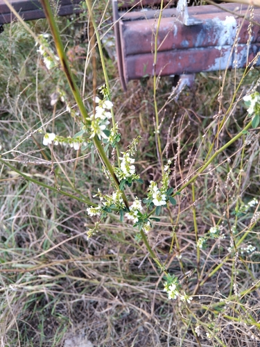 White Sweetclover