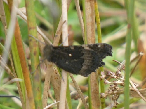 Small Tortoiseshell