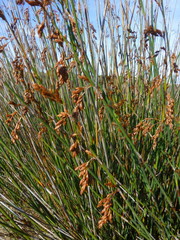 Thamnochortus spicigerus