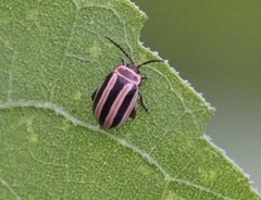 Kuschelina miniata