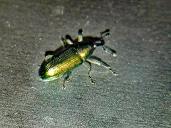 Aulacobaris cuprirostris