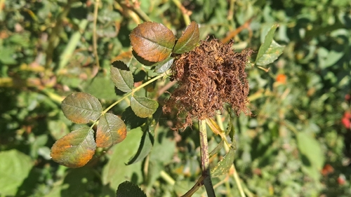 Mossy Rose Gall Wasp