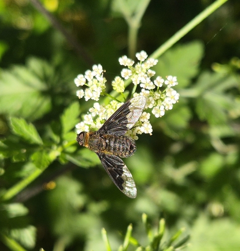 Black Banded Bee Fly