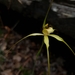 Margaret River Spider Orchid - Photo (c) Em Lamond, some rights reserved (CC BY), uploaded by Em Lamond