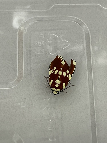 Yepcalphis dilectissima