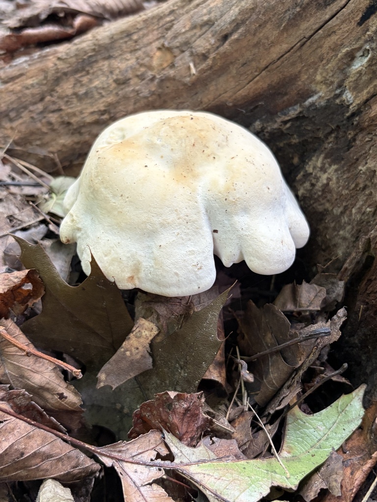 robust clitocybe · September 2026 · photo: Photo: (c) Julie Travaglini, some rights reserved (CC BY) · iNaturalist